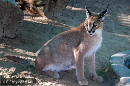 Also as Red Lynx, Caracal Lynx.