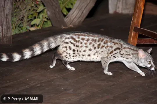 Formerly Genetta maculata.  Also as Central African Large-spotted Genet.