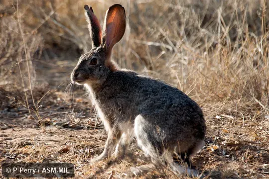 Also as Savanna Hare.