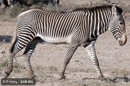 Also as Imperial Zebra.
