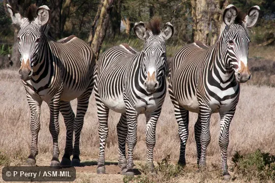 Also as Imperial Zebra.