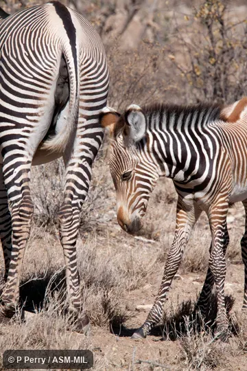 Also as Imperial Zebra.