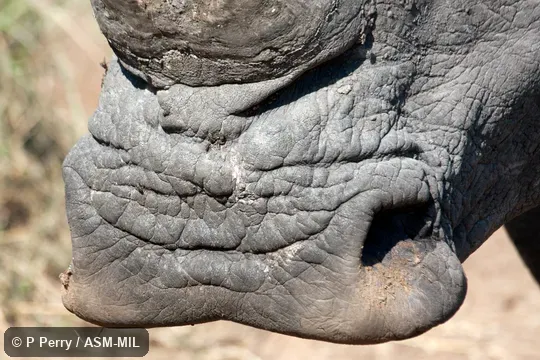 Also as Square-lipped Rhinoceros, Southern White Rhinoceros.