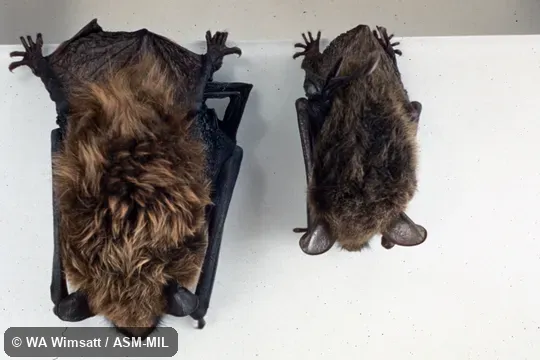 Dorsal view, also showing Myotis lucifugus