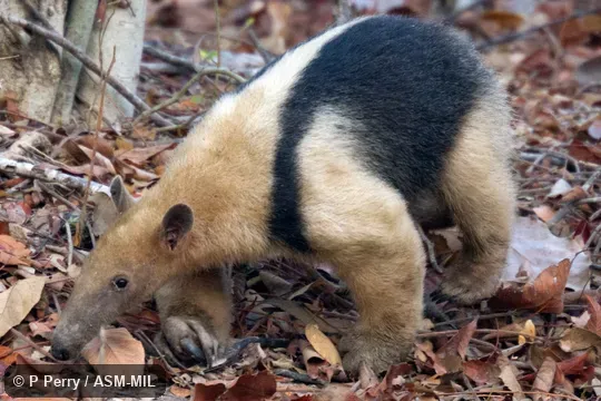 Also as Golden Anteater.