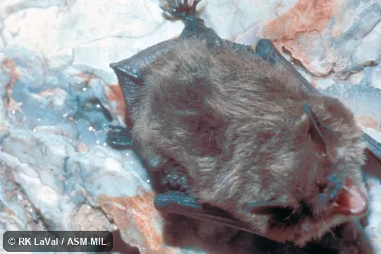 View of bat hanging from cave roof.  Myotis lucifugus lucifugus.  Also as Little Brown Bat.