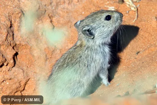 Formerly Parotomys brantsii.