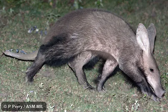 Juvenile.  Also as Antbear.