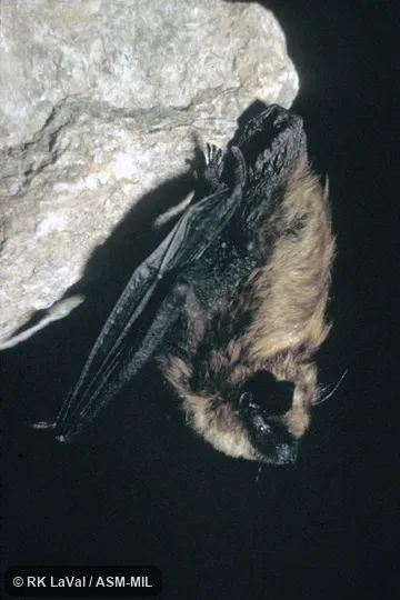 Side view, hanging from cave wall