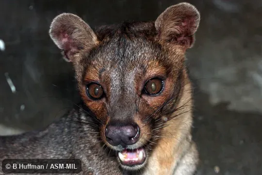 Also as Fosa. Also as Fosa.