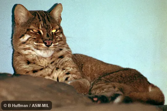 Also as Temminck's Cat. Also as Temminck's Cat.