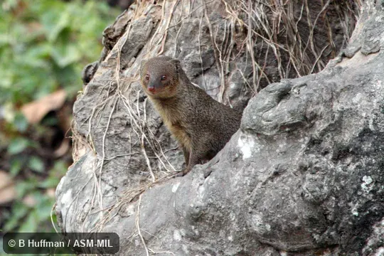 Formerly Herpestes javanicus, Javan Mongoose.