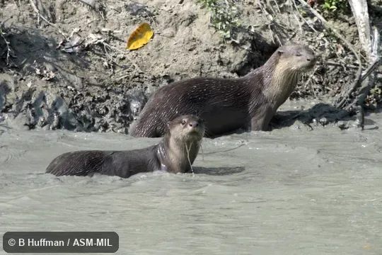 Formerly Lutrogale perspicillata.