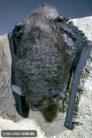 Dorsal view. Also as Gray Bat. Dorsal view. Also as Gray Bat.