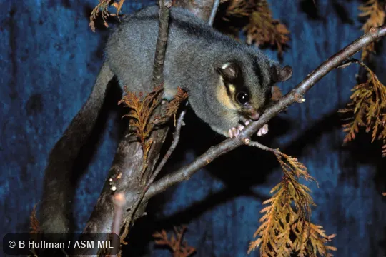 Also as Fairy Possum. Also as Fairy Possum.