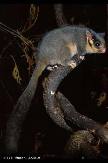 Also as Fairy Possum.