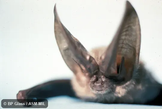 Close-up of head, subsp. pallescens