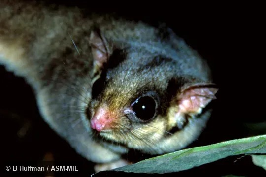 Also as Fairy Possum.