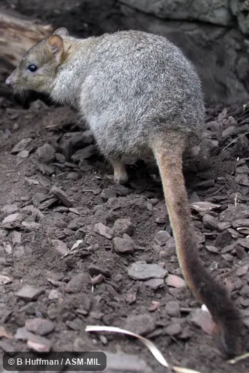 Formerly Bettongia penicillata, Brush-tailed Bettong.  Also as Brush-tailed Rat-kangaroo.