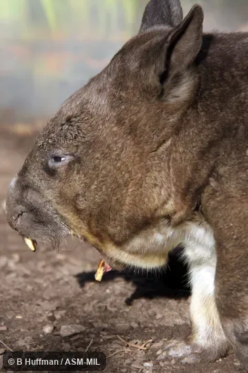Also as Broad-fronted Wombat, Long-eared Wombat, Plains Wombat, Soft-furred Wombat.