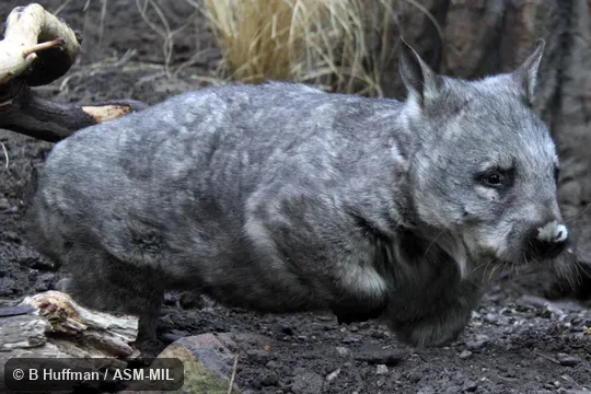 Also as Broad-fronted Wombat, Long-eared Wombat, Plains Wombat, Soft-furred Wombat.