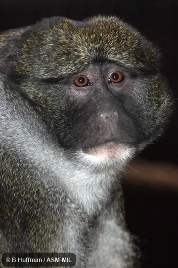 Also as Swamp Guenon|Swamp Monkey. Also as Swamp Guenon|Swamp Monkey.