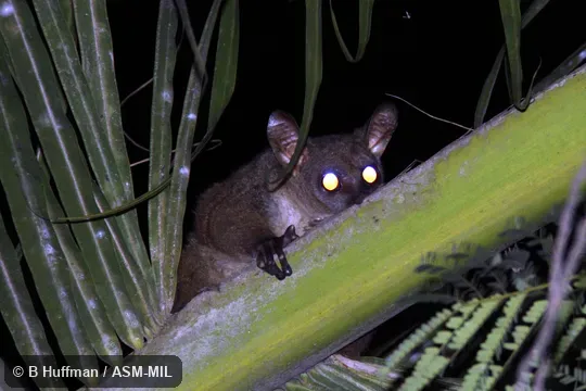 Otolemur garnettii garnettii. Also as Northern Greater Galago Otolemur garnettii garnettii. Also as Northern Greater Galago