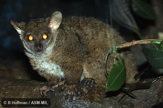 Also as Northern Greater Galago