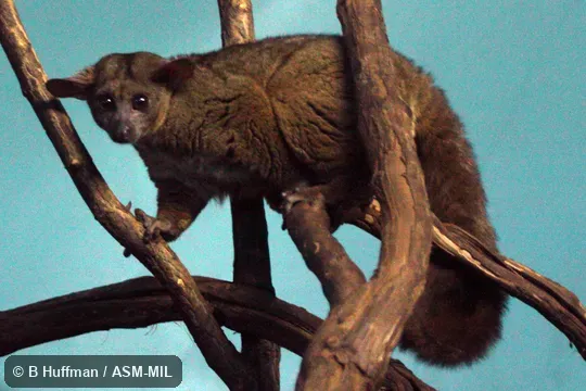 Also as Northern Greater Galago