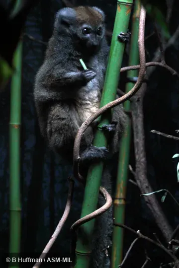 Also as Eastern Gray Bamboo Lemur|Eastern Lesser Bamboo Lemur|Gray Gentle Lemur|Beanamalao Bamboo Lemur|Ranomafana Bamboo Lemur. Also as Eastern Gray Bamboo Lemur|Eastern Lesser Bamboo Lemur|Gray Gentle Lemur|Beanamalao Bamboo Lemur|Ranomafana Bamboo Lemur.