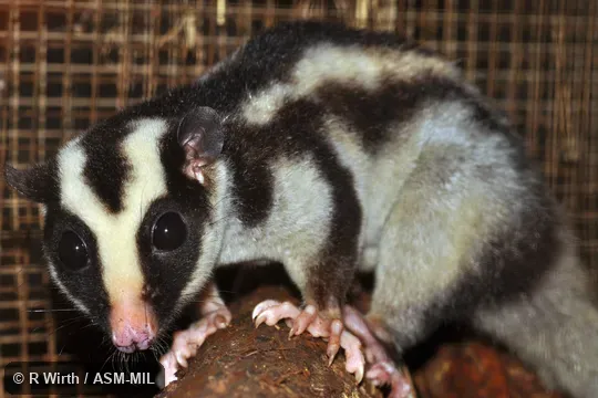 Also as Common Striped Possum, Striped Possum.