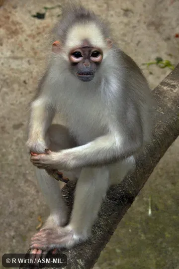 Formerly Presbytis melalophos mitrata, Sumatran Surili.  Also as Southern Mitered Langur|Depigmented Mitered Langur|Mitred Leaf Monkey.