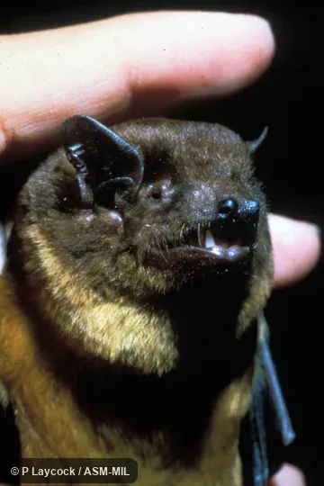 Close-up of head.  Also as Giant House Bat|Giant Brown House Bat|Giant Yellow House Bat|Giant Brown Bat|Schreber's Brown Bat.