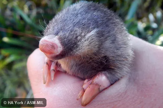 Close up of head and front feet.  Also as Zulu Golden Mole, Drakensberg Golden Mole, Meester's Golden Mole.