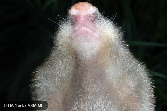 Close up of underside of head.  Also as Zulu Golden Mole, Drakensberg Golden Mole, Meester's Golden Mole.