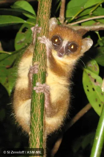 Also as MacArthur's Mouse Lemur. Also as MacArthur's Mouse Lemur.