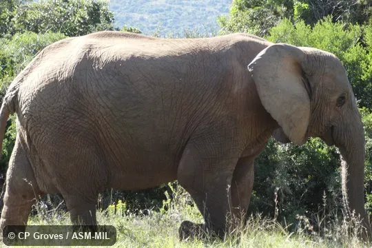 Tuskless adult female.  Also as African Bush Elephant.