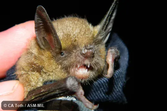 Mystacina tuberculata rhyacobia, Volcanic Plateau Lesser New Zealand Short-tailed Bat.