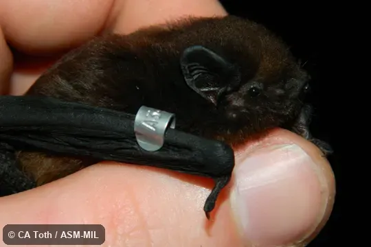 Also as Long-tailed Wattled Bat.