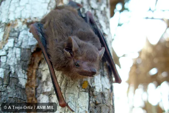Also as Peters's Sac-winged Bat.