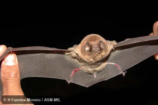 Mormoops megalophylla megalophylla.  Also as Leaf-chinned Bat, Old-man Bat.