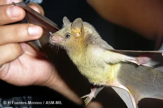 Also as Sanborn's Long-nosed Bat|Tequila Bat.