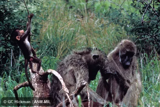 Two adults with young. Papio ursinus griseipes, Gray-footed Chacma Baboon. Also as Mountain Baboon. Two adults with young. Papio ursinus griseipes, Gray-footed Chacma Baboon. Also as Mountain Baboon.