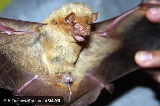 Dasypterus intermedius floridanus, Florida Yellow Bat. Formerly Dasypterus intermedius. Also as Big Yellow Bat|Eastern Yellow Bat|Greater Yellow Bat. Dasypterus intermedius floridanus, Florida Yellow Bat. Formerly Dasypterus intermedius. Also as Big Yellow Bat|Eastern Yellow Bat|Greater Yellow Bat.