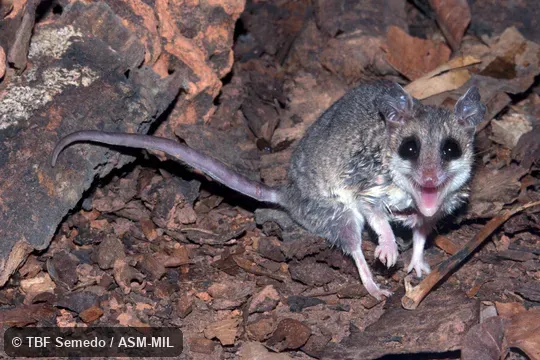 Also as Karimi's Fat-tailed Mouse Opossum|Karimi's Thylamys.