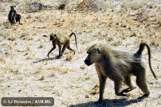 Group of three. Probably Papio cynocephalus ibeanus. Group of three. Probably Papio cynocephalus ibeanus.