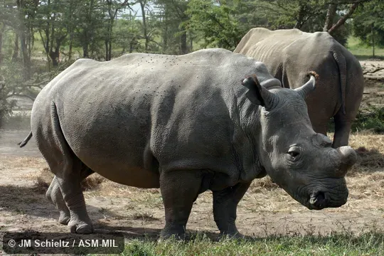 Ceratotherium simum cottoni.  Also as Ceratotherium cottoni, Northern White Rhinoceros.  Also as Square-lipped Rhinoceros.  Formerly in Czechia, Dvur Kralova Zoo. "Suni" and "Fatu"