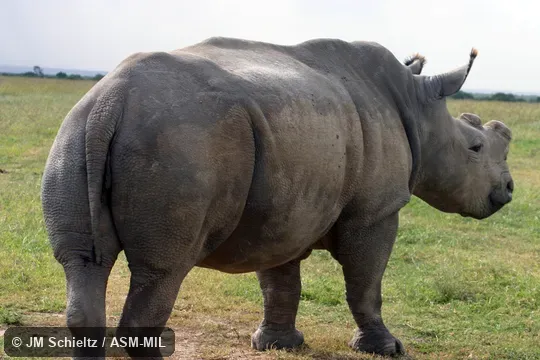 Ceratotherium simum cottoni.  Also as Ceratotherium cottoni, Northern White Rhinoceros.  Also as Square-lipped Rhinoceros.  Formerly in Czechia, Dvur Kralova Zoo.  "Najin"