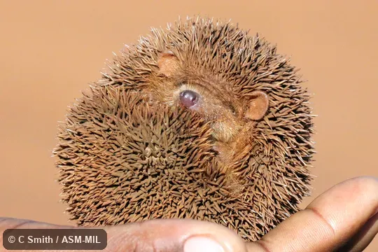 Also as Lesser Madagascar Tenrec.