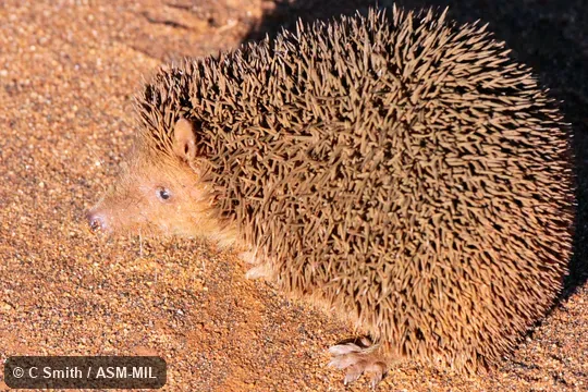 Also as Lesser Madagascar Tenrec.